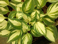 Pandora's Box Hosta