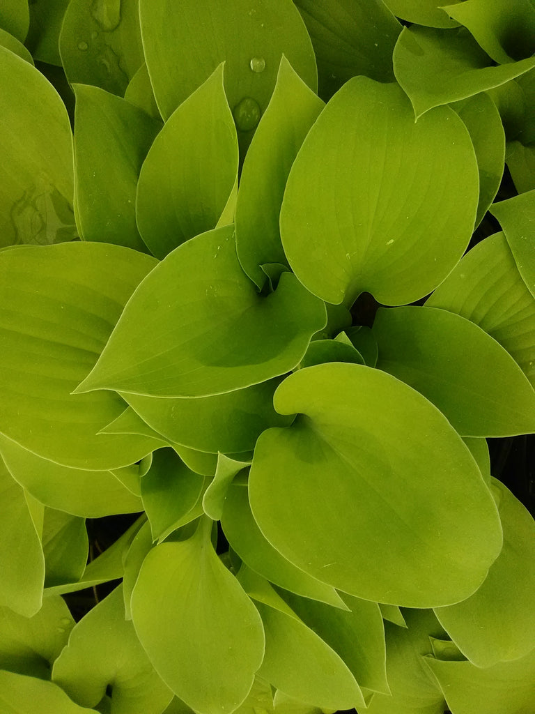 Gold Drop Hosta Toms Creek Farm & Nursery