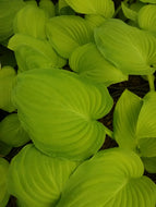 Guacamole Hosta