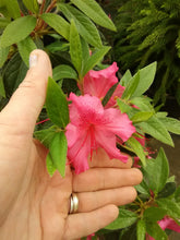 Autumn Sundance Encore Azalea