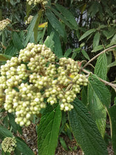 Leatherleaf Viburnum