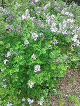 Bloomerang Lilac 'Purple'