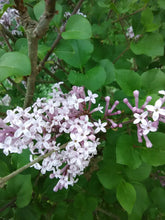 Bloomerang Lilac 'Purple'