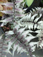 Japanese Painted Fern