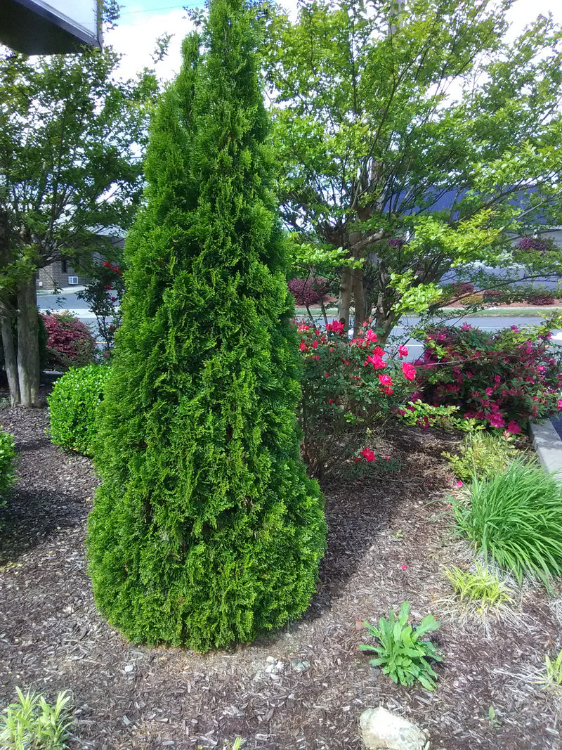 Emerald Green Arborvitae – Toms Creek Farm & Nursery