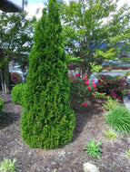 Emerald Green Arborvitae