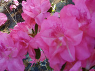 Sweetheart Supreme Evergreen Azalea