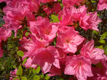 Tradition Azalea