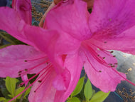 Pink Formosa Evergreen Azalea