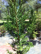 Black Dragon Japanese Cedar