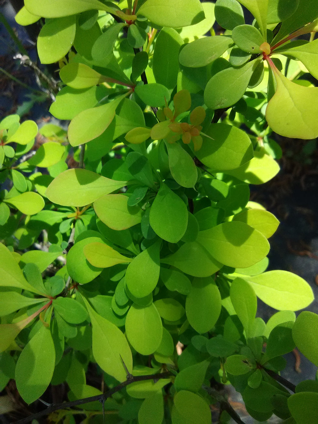 Lime Glow Barberry