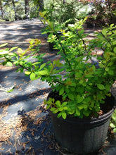 Lime Glow Barberry
