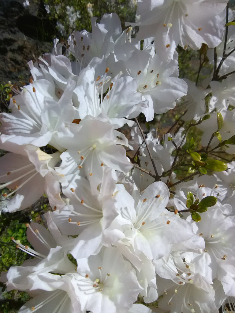 Azle Snow Snow Azalea – Toms Creek Farm & Nursery