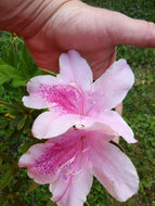 George Tabor Azalea