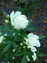 Lady Banks 'White' Climbing Rose