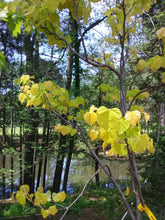 Rising Sun Redbud Tree