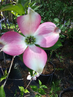 Pink Dogwood