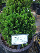 Dwarf Alberta Spruce