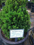 Dwarf Alberta Spruce