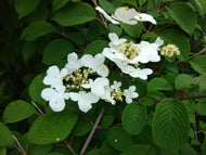 Mariesii Doublefile Viburnum