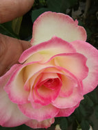 Eden Climber Rose