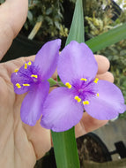Sweet Kate Spiderwort