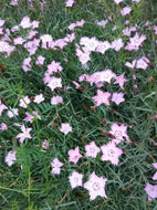 Pink Bath's Dianthus  'Pink Carnation'