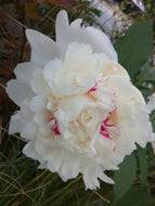 Festiva Maxima Peony