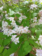 Dream Catcher Beauty Bush