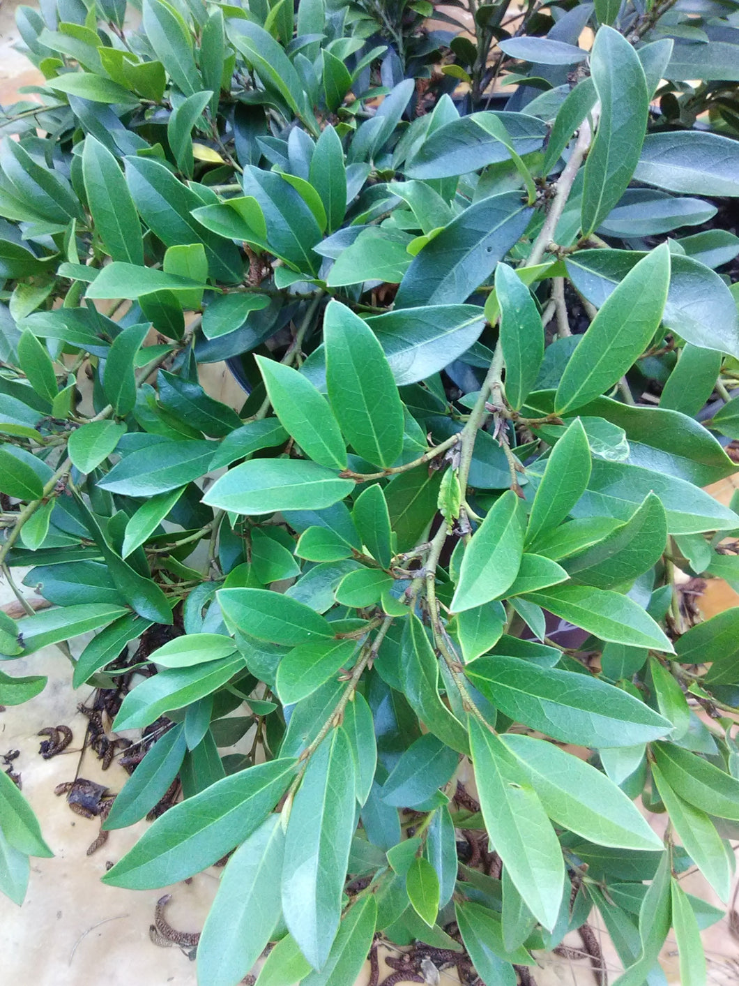 vintage jade plant Vintage Jade Distylium – Toms Creek Farm & Nursery