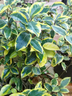 Gilt Edge Elaeagnus