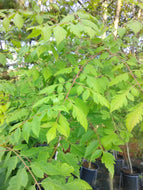 Golden Rain Tree