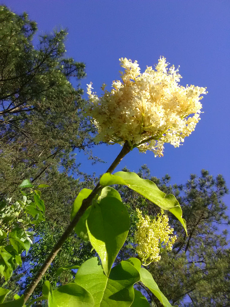 Ivory Silk Japanese Tree Lilac Toms Creek Farm & Nursery