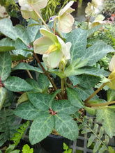Spring Party Lenten Rose