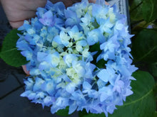 Endless Summer Hydrangea