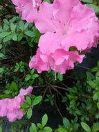 Pink Gumpo Evergreen Azalea