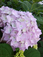 Dear Dolores Hydrangea