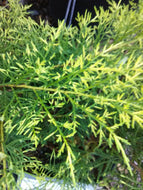 Gold Lace Juniper