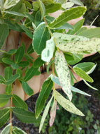 Rainbow Leucothoe