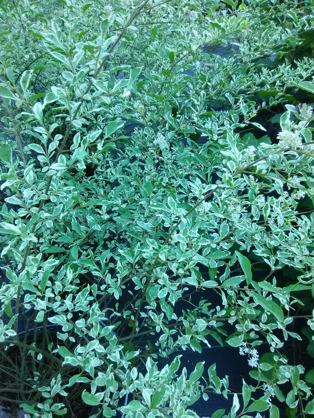 Chin. Privet - Ligustrum Sinensis - 6 Years - Spherical Shape Chin. Privet - Ligustrum Sinensis - 6 Years - Spherical Shape