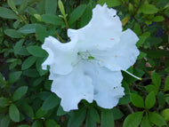 White Gumpo Evergreen Azalea