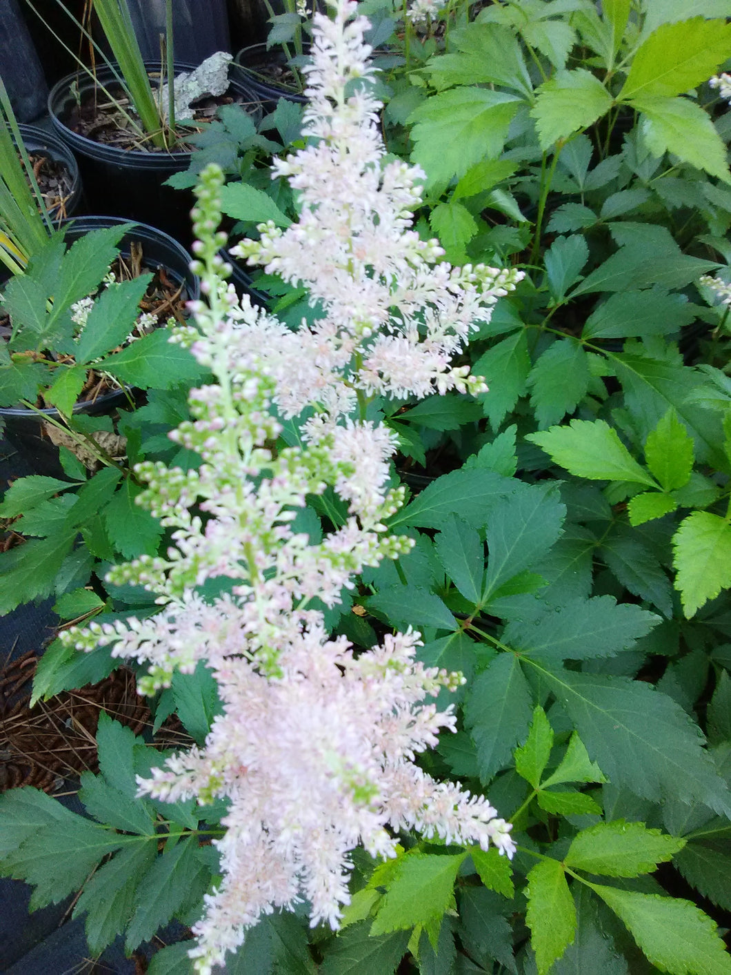 Europa Astilbe