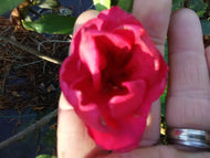 Red Ruffles Evergreen Azalea