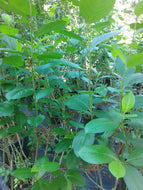 Black Aronia 'Chokeberry'