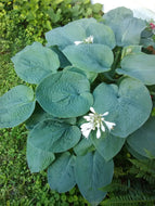 Elegans Blue Hosta