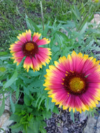 Goblin Blanket Flower