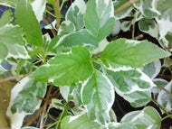Mariesii Variegated Hydrangea