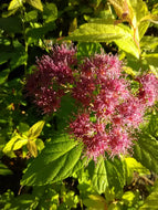 Goldflame Spirea
