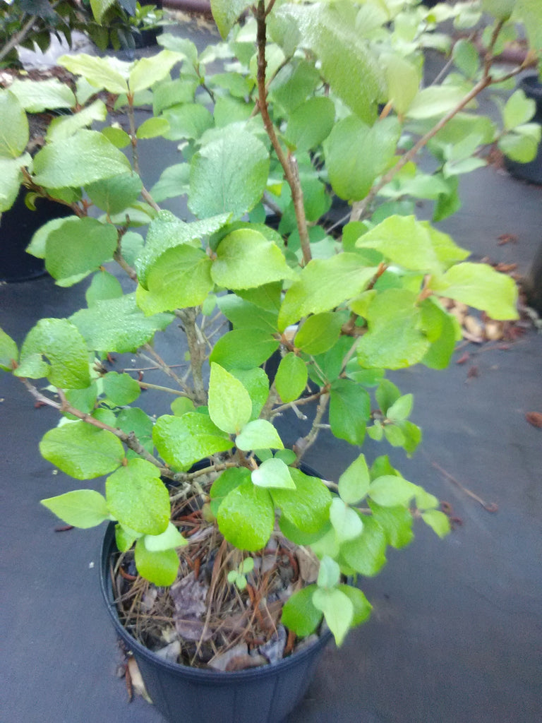 Cayuga Viburnum Toms Creek Farm & Nursery