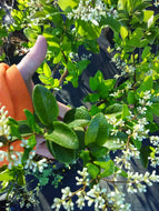 Nobilis Ligustrum Japanese Privet